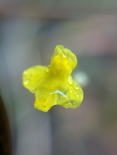Utricularia subulata