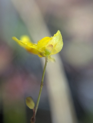 Utricularia subulata, photograph 3