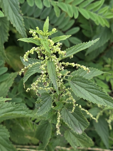 great stinging nettle