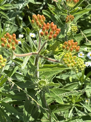 butterfly milkweed