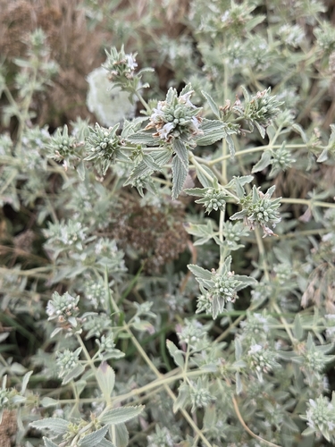 branched horehound