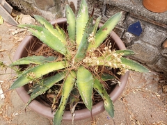 Agave lyobaa