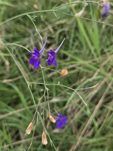 Forking Larkspur
