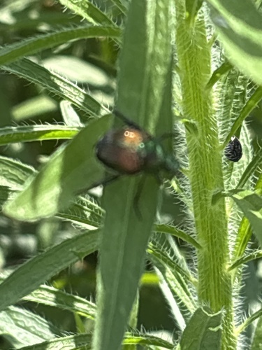 Japanese Beetle