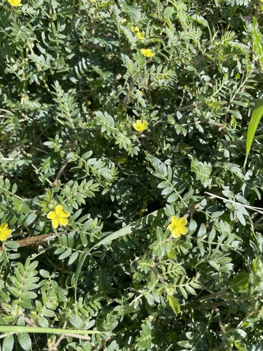 puncture vine