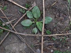 Plantago major