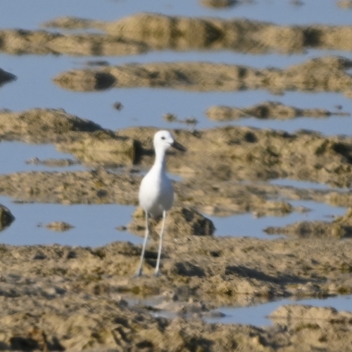 Crab-Plover