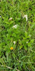 Rhynchospora colorata image