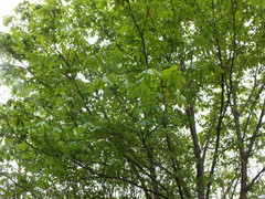 Aesculus hippocastanum