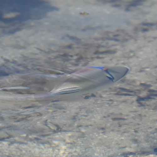Arabian Picasso Triggerfish