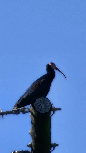 Southern Bald Ibis