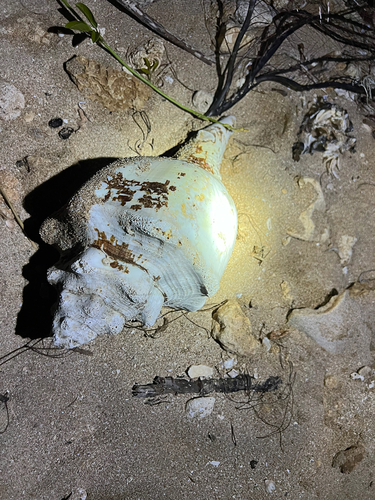 Turbinella angulata, 2026-07-06