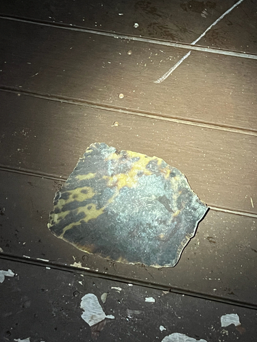 Hawksbill Sea Turtle
