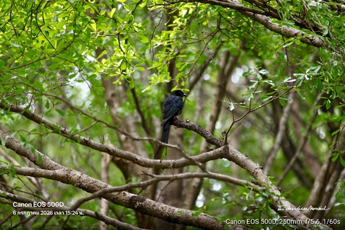 Black Drongo