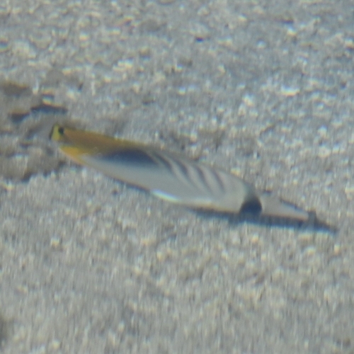 Threadfin Butterflyfish