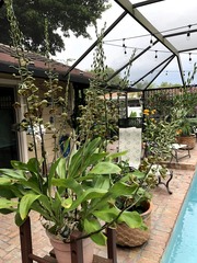 Grammatophyllum elegans