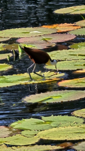 African Jacana