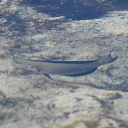 Sohal Surgeonfish