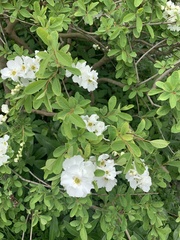 Exochorda