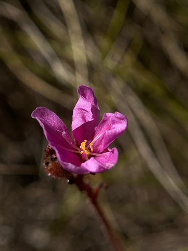 Drosera hirtella (Drosera hirtella)