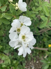 Exochorda