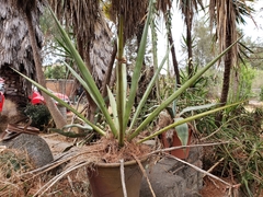Agave rhodacantha