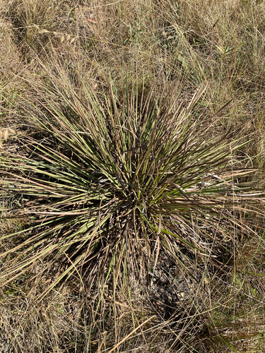 Schlechtendalia luzulifolia