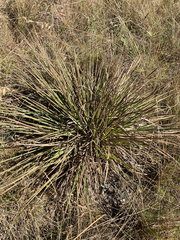 Schlechtendalia luzulifolia