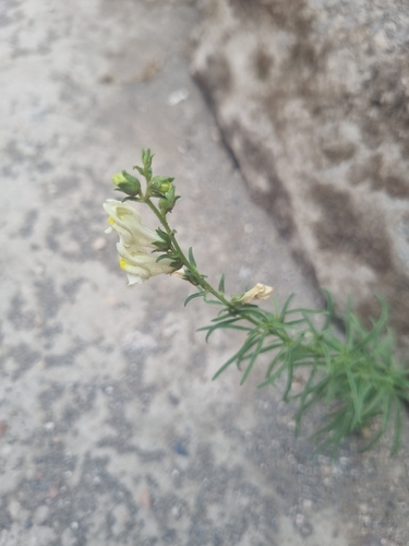 Antirrhinum siculum, photograph 4