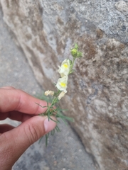 Antirrhinum siculum, photograph author not stated, no rights reserved
