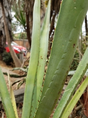 Agave rhodacantha