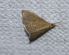 Hyalobathra crenulata