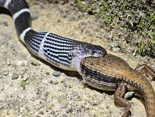 Many-banded Krait, Taizhou, CN-ZJ, CN, photo 7 of 10