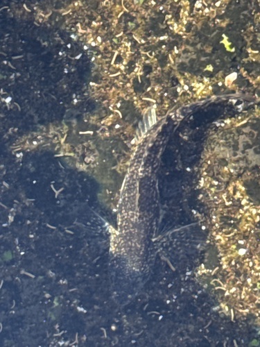 Bathygobius coalitus observed 2026-07-07