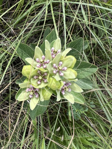 green antelopehorns