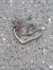 Macroprotodon brevis