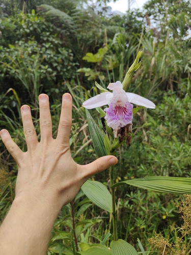 Sobralia rosea, photograph 3