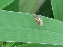 Oebalus poecilus