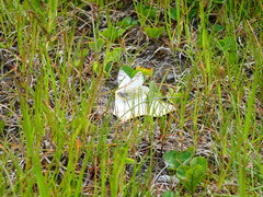 Tatochila mercedis fueguensis