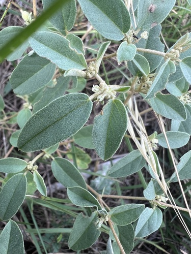 Prairie Tea