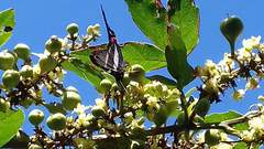 Rhetus arcius