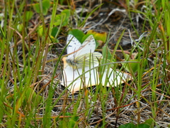 Tatochila mercedis fueguensis