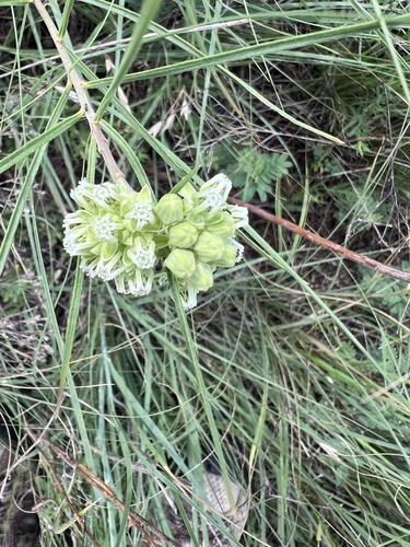 slimleaf milkweed