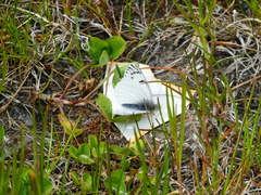 Tatochila mercedis fueguensis