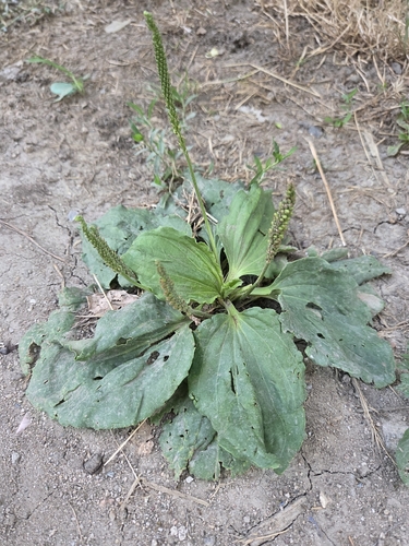 greater plantain