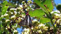 Rhetus arcius