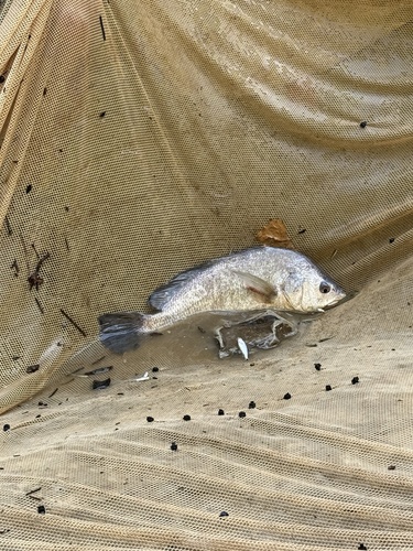 Freshwater Drum