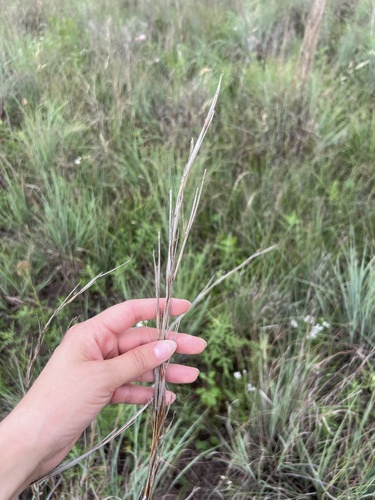 little bluestem