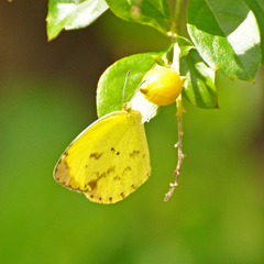 Eurema daira