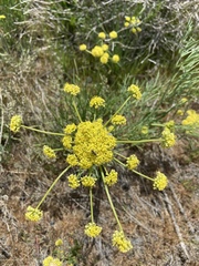 Lomatium triternatum brevifolium